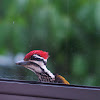 Flamehead Woodpecker