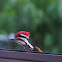 Flamehead Woodpecker