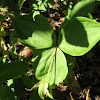 Trillium