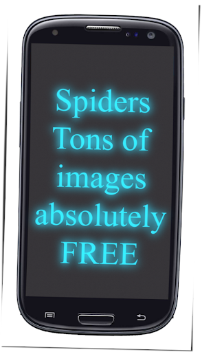 Spiders Wallpapers