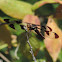 Common Whitetail     female