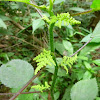 Wood Nettle