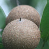 sapodilla fruit