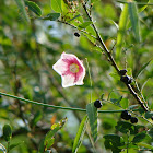 Rosy Milkweed Vine