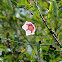 Rosy Milkweed Vine