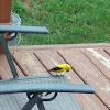 American Goldfinch