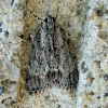 Small marbled moth