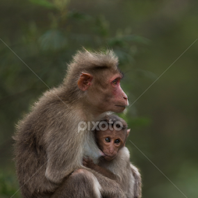 mother by Vidhya Venkataraman - Animals Other Mammals