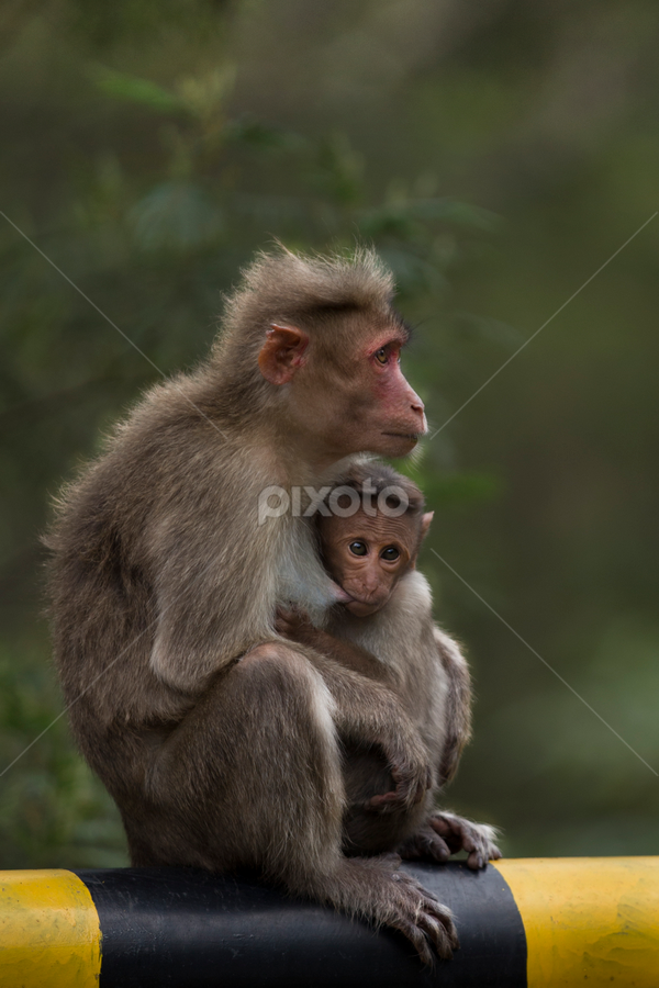 mother by Vidhya Venkataraman - Animals Other Mammals