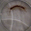 Brown centipede