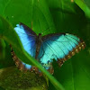 amazon blue morpho