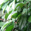 Lesser Leafbird