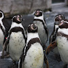Humbolt penguin