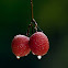 Lychee fruit