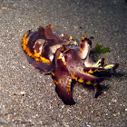 Flamboyant Cuttlefish