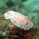 Sarasa nudibranch