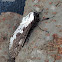 Cossidae Moth