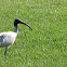 Australian White Ibis