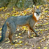 Common gray fox