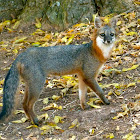 Common gray fox