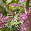 Scintillant Hummingbird 