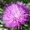 Scottish Thistle flower