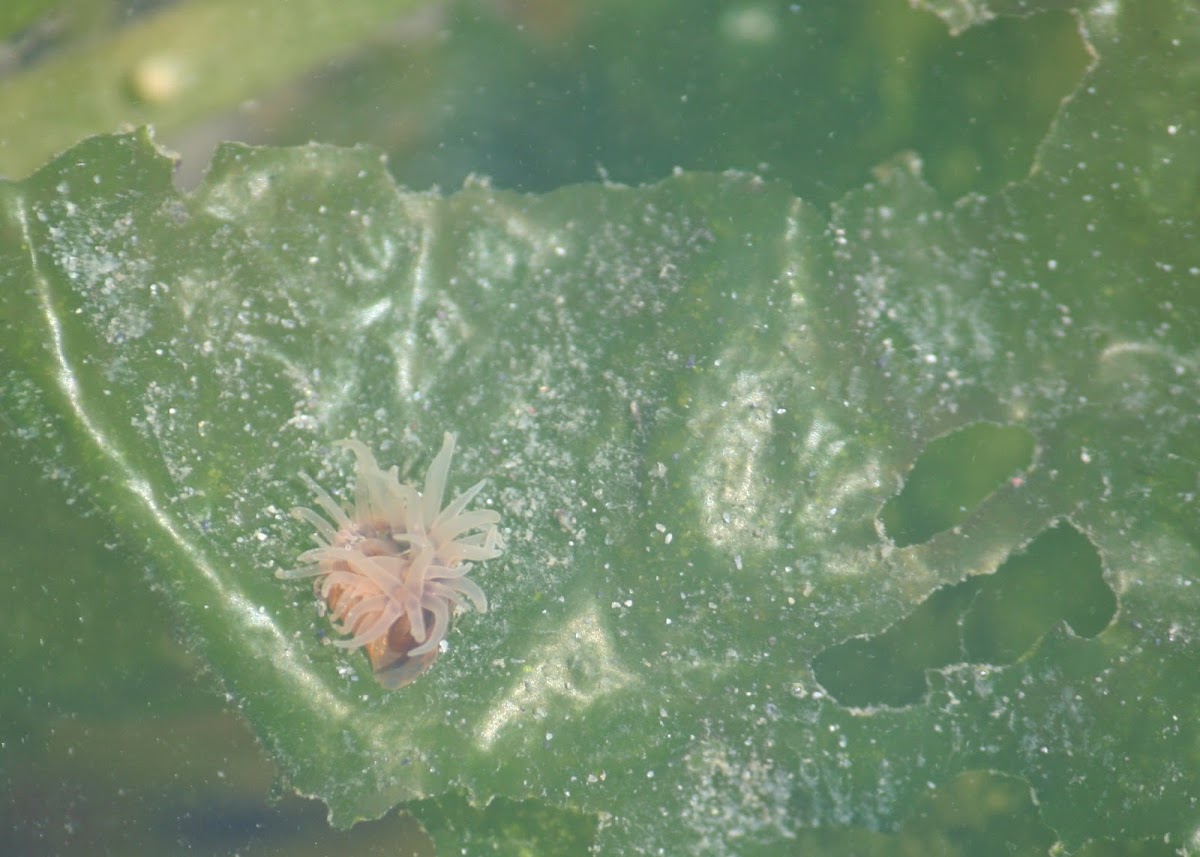 Orange-striped green anemone