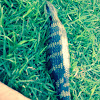 Blue tongue lizard