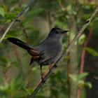 Gray catbird