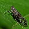 Cixiid Planthopper