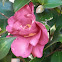 Dwarf Camellia (Sazanka)
