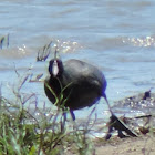 American Coot