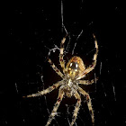 Barn Spider