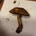 Bay bolete