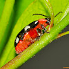Omophoita Beetle