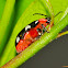 Omophoita Beetle