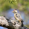 Fulvous - breasted Woodpecker - Male