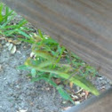 Praying Mantis