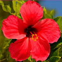 300 Hawaiian Word Dict & Quiz logo