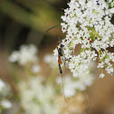 Carrot wasp (female)