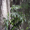 kangaroo fern / hound's tongue fern