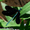 Ebony jewelwing (male)