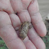 cicada skin
