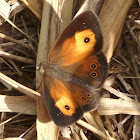 Orange Bush-brown (wet-season form)