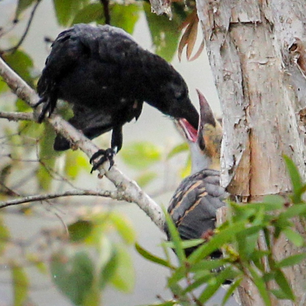 Channel-billed Cuckoo being fed by Raven