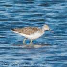 Greenshank; Archibebe Claro