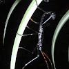 Walking Stick mimic of Scorpion