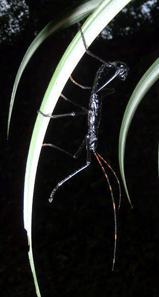 Walking Stick mimic of Scorpion | Project Noah