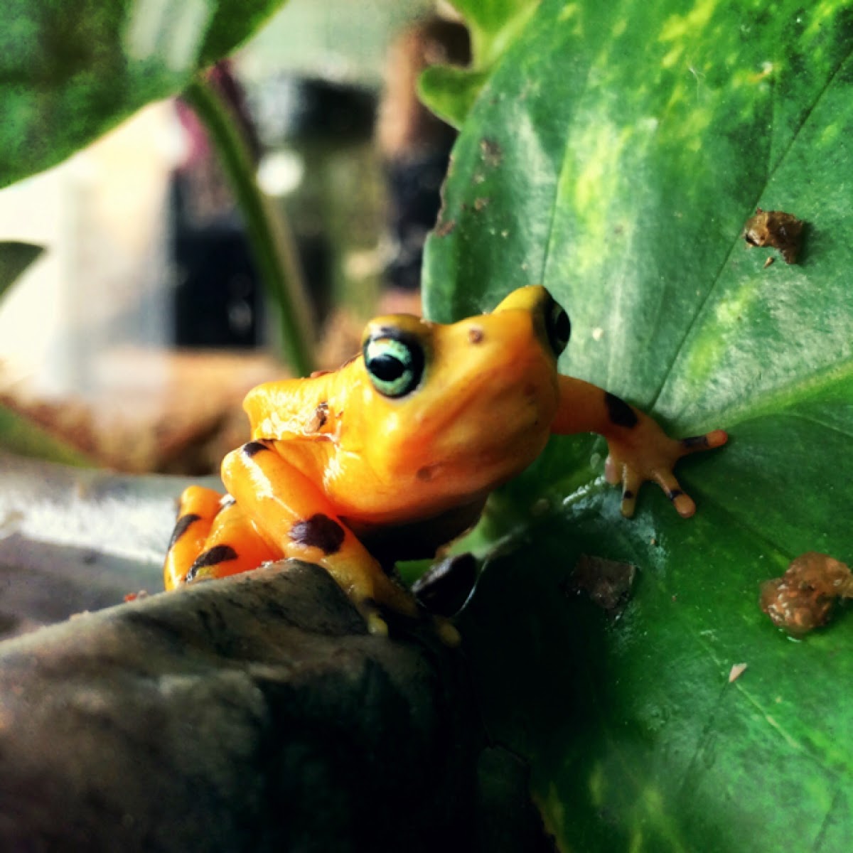 Panamanian Golden Frog