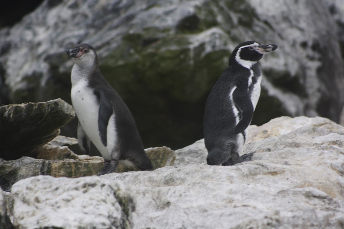 Pingüino de Humboldt / Humboldt Penguin